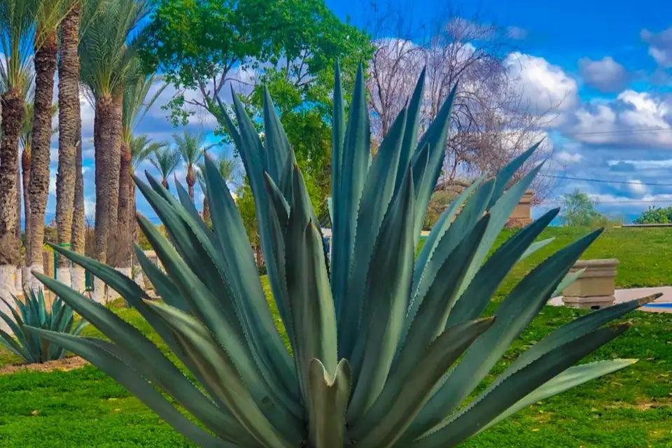 Granja La Peña-Haciendas-CDMX