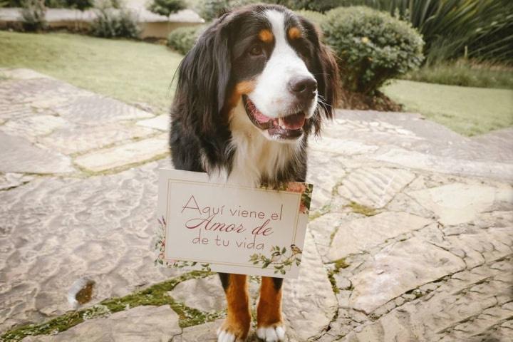 Integrar Mascotas en Eventos | 2024