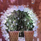 Baúl Orquídea- Flores- CDMX