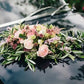 Flor de Amapola-Flores-CDMX